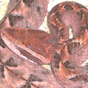 Malayan Pit Viper