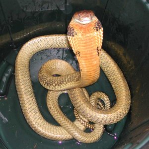 Malayan King Cobra