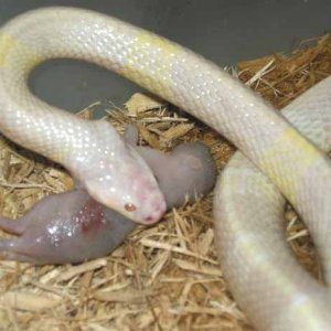 Albino Malayan Krait eating