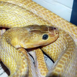 Weird Boiga of some type