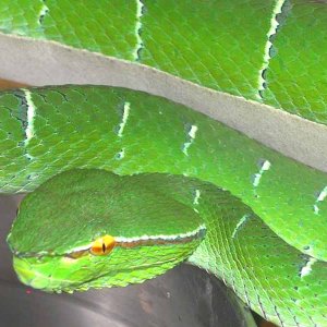 Wagler's Viper