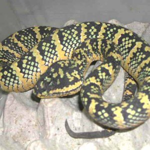Sumatran Wagler's Viper
