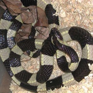Banded Krait from Indo.