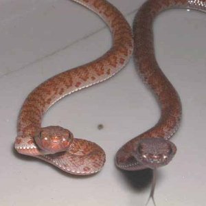 baby Mangrove Pit Vipers