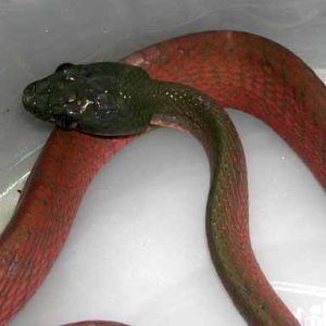 Dark-headed Cat Snake