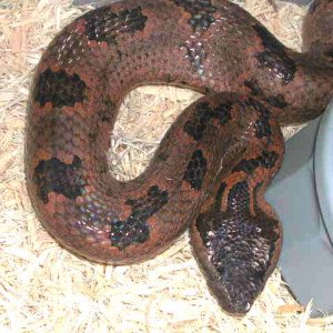 Malaysian Mountain Viper