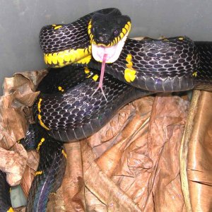 Mangrove Snake