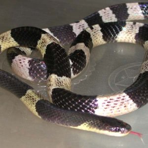 Indonesian Krait