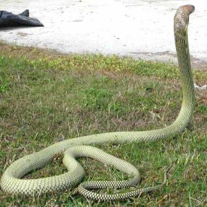 Malaysian King Cobra
