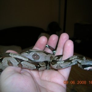 Female Guyana