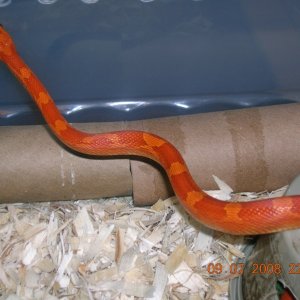 Hypo Bloodred