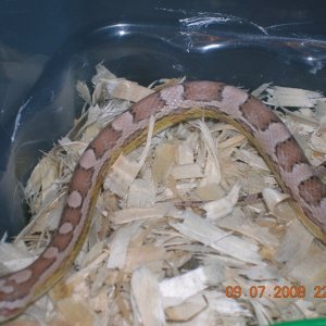 Ghost het motley