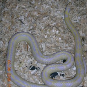 Albino Abberant Cali. King  male
