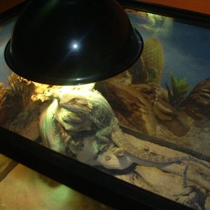 Picture_0121