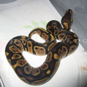 FHTP2