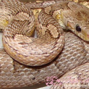 Granite Female