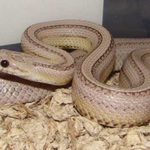 Ghost Stripe Female