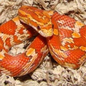 Hypo Female