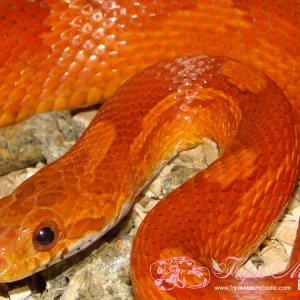 Diffused Male