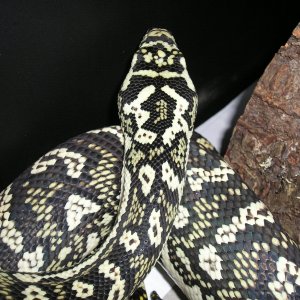 Pics of jungle carpet X Diamond