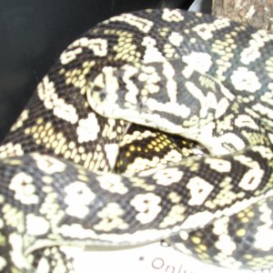 Pics of jungle carpet X Diamond