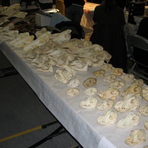 Germany reptile show