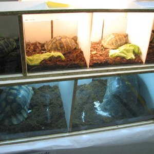 Germany reptile show