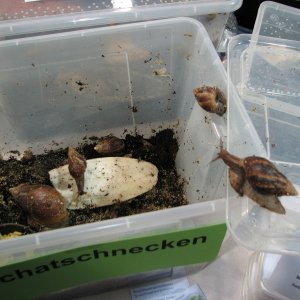 Germany reptile show