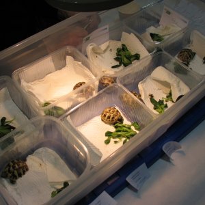 Germany reptile show