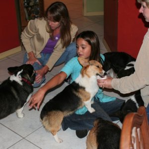 My Pembroke Welsh Corgies Birthday party