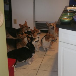 My Corgies,