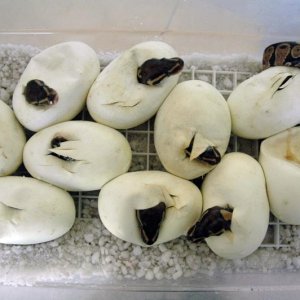 5 stunning high-white Piebalds and 10 perfect 100% Het Piebalds eggs