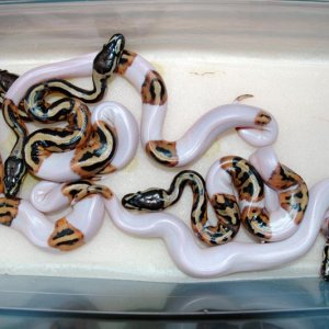 5 stunning high-white Piebalds and 10 perfect 100% Het Piebalds eggs