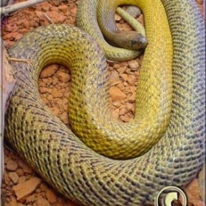 Oxyuranus microlepidotus