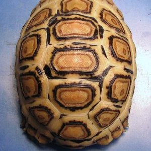 Leopard Tortoise