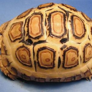 Leopard Tortoise