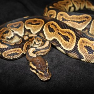 Black Pastel Female