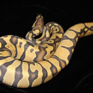 Hypo Female