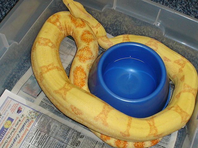 04 female Sunglow