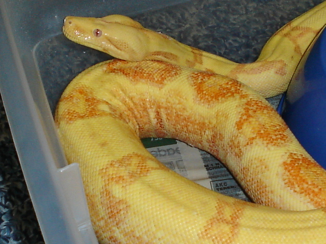 04 female Sunglow