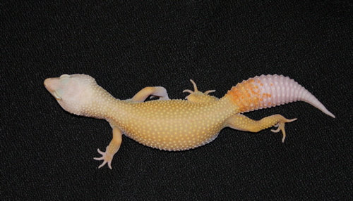 04 Lv Patternless albino