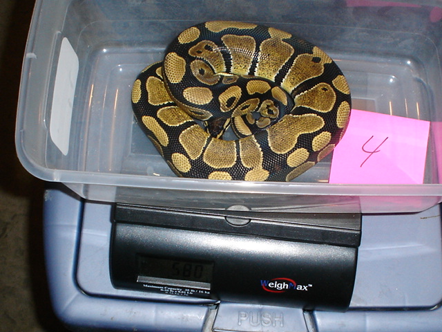 05 female #4