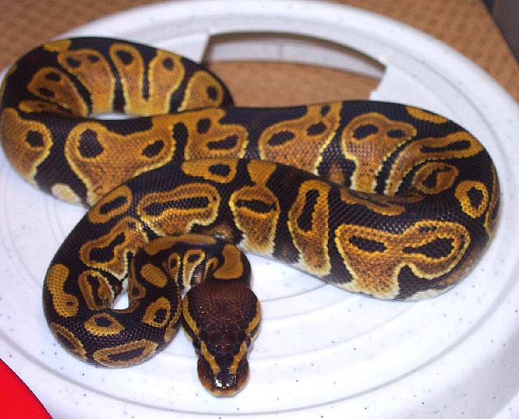 100% Het Albino Female