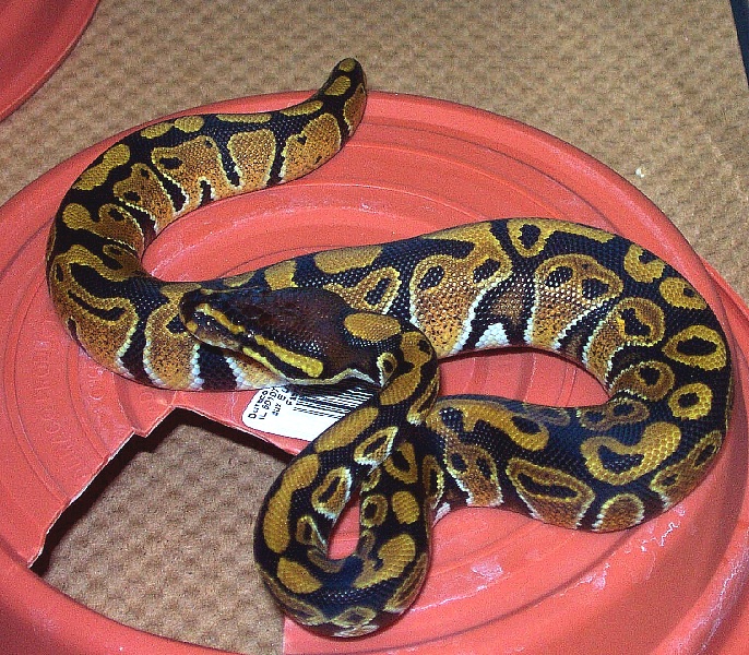 100% Het Albino Male