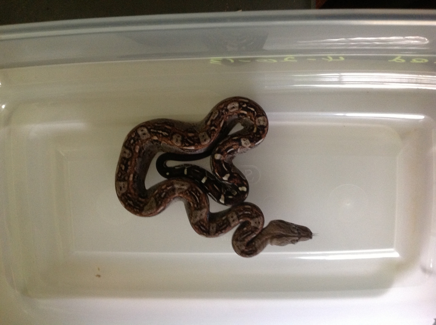 2013 Aztec / Hytec Litter
