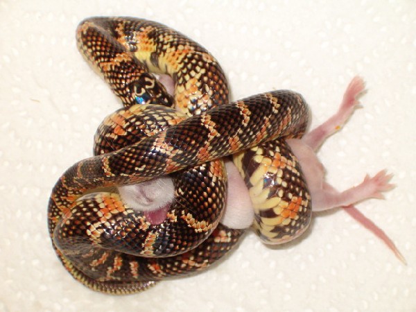 60444Red_flame_brooksi_having_lunch_2-med