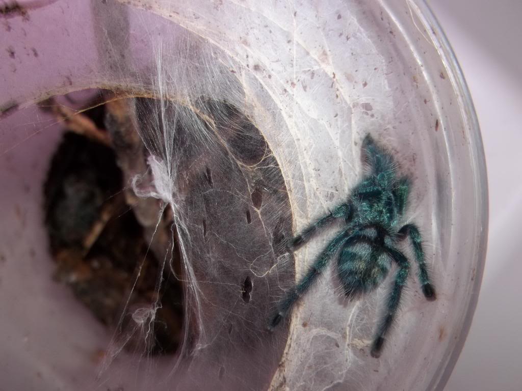 A. versicolor Sling