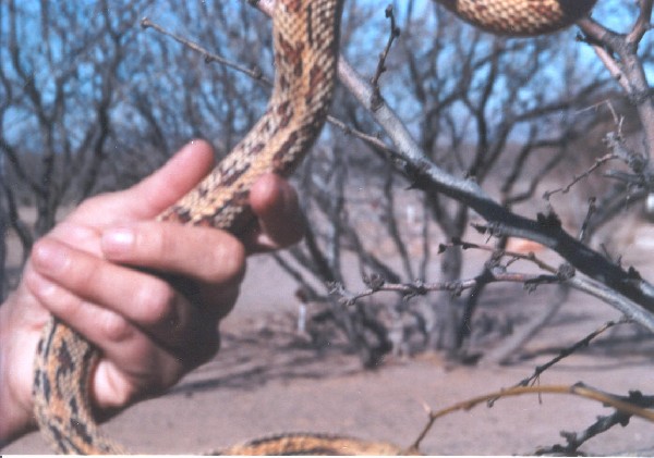 Aberrant Sonoran Bull 2