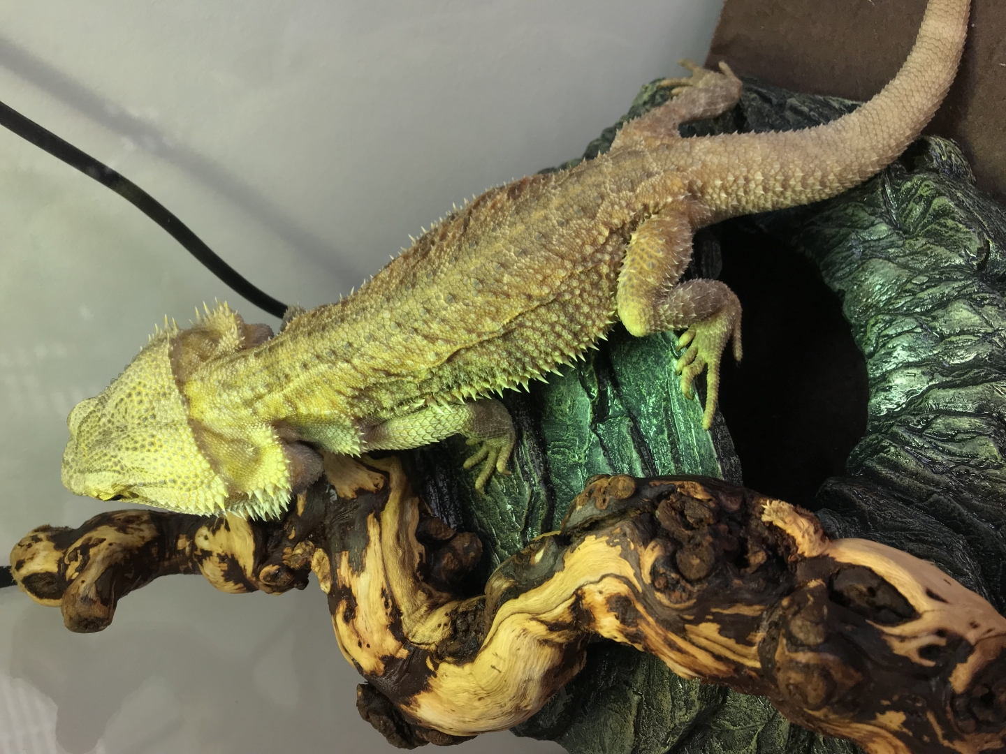 Adult Bearded Dragon