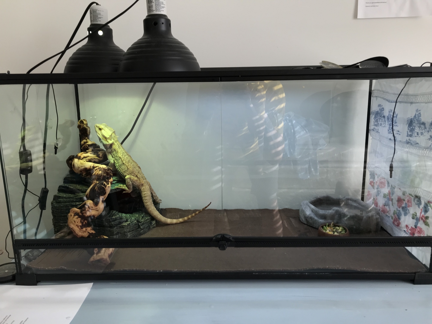 Adult Bearded Dragon